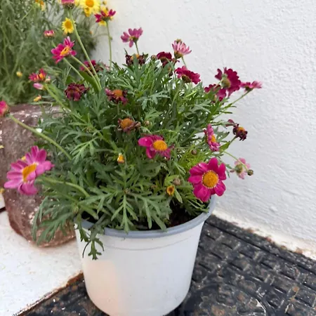 Christos Santorini-emporio Dublex Villa *